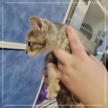 Denali -  Domestic Short Hair Cat for Adoption in Dearborn, Michigan - Denali | PetCurious
