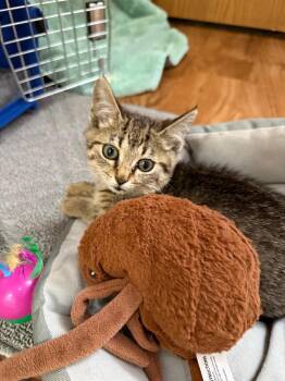 Rescue Domestic Short Hair Cats for Adoption in Reynoldsburg, Ohio - Julian Bobbins | PetCurious
