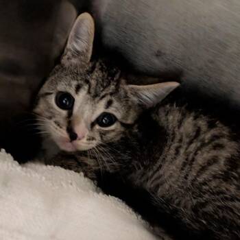 Groovy -  Domestic Short Hair Cat for Adoption in Titusville, Florida - Groovy | PetCurious