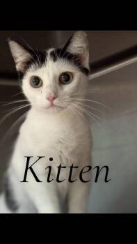 Domestic Short Hair Cats Available for Adoption in Cambridge, Maryland - Kitten | PetCurious