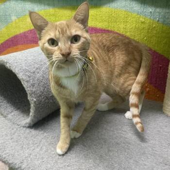 Ms. Goose -  Domestic Short Hair Cat for Adoption in Springfield, Missouri - Ms. Goose | PetCurious