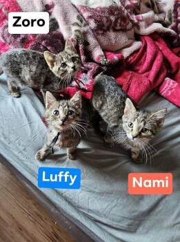 Zoro -  Domestic Short Hair Cat Available for Adoption in Chicago, Illinois - Zoro | PetCurious