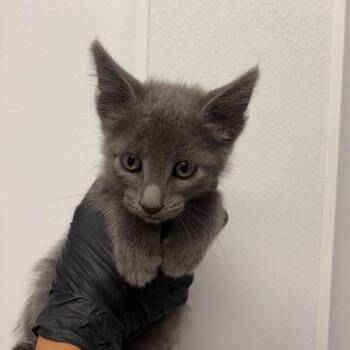 The Electric Slide -  Domestic Short Hair Cat for Adoption in Abilene, Texas - The Electric Slide | PetCurious