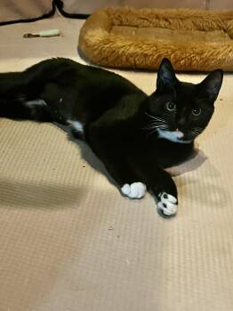 Rescue Domestic Short Hair Cats for Adoption - Patty Cake | PetCurious