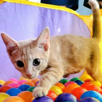 Octavius -  Tabby Cat for Adoption in Maple Shade, New Jersey - Octavius | PetCurious
