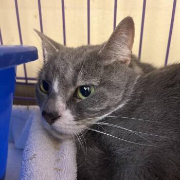 Domestic Short Hair Cats Available for Adoption in Bedford, New Hampshire - Lucy | PetCurious