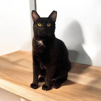 Rescue Domestic Short Hair Cats for Adoption in Champaign, Illinois - Jolly | PetCurious