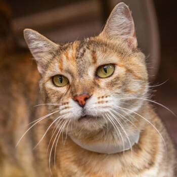 Shelby -  Domestic Short Hair Cat for Adoption in Hattiesburg, Mississippi - Shelby | PetCurious