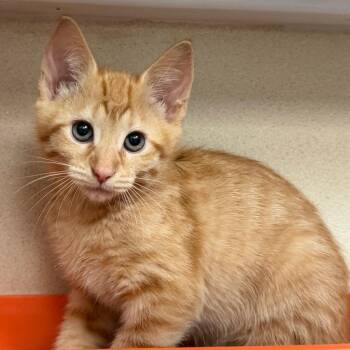 Xaden -  Domestic Short Hair Cat for Adoption in Durango, Colorado - Xaden | PetCurious