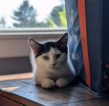 Hearth -  Domestic Long Hair Cat for Adoption in Gorham, Maine - Hearth | PetCurious