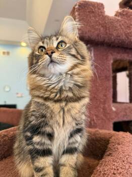 Angelica (cat cafe) -  Domestic Long Hair Cat for Adoption in West Lafayette, Indiana - Angelica (cat Cafe) | PetCurious