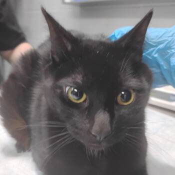 Domestic Short Hair Cats Available for Adoption - Hamlin | PetCurious