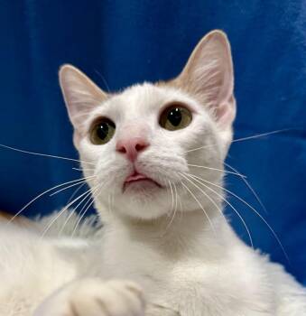 Oriental Short Hair and Turkish Van Cats Available for Adoption - Daisy Belle | PetCurious