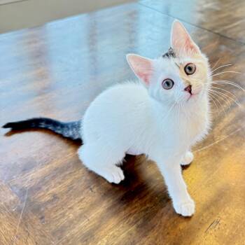 White Mountain -  Domestic Short Hair Cat for Adoption in Richmond, Virginia - White Mountain | PetCurious