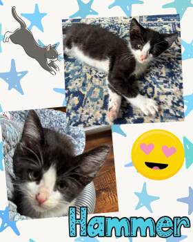 Hammer -  Tuxedo Cat for Adoption in Pasco, Washington - Hammer | PetCurious