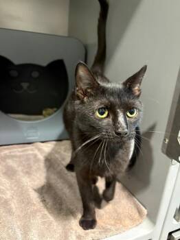SAGLE -  Domestic Short Hair Cat for Adoption in Leesburg, Virginia - SAGLE | PetCurious