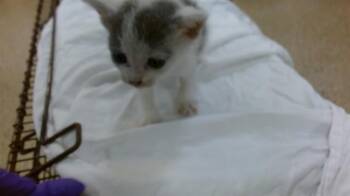 Domestic Short Hair Cats Available for Adoption in Doral, Florida - DALLAS | PetCurious
