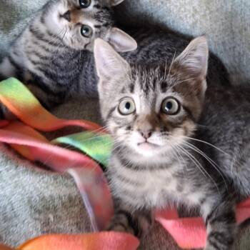 Fiddy & Nimble (Wobbly Kitten) -  Domestic Short Hair and Tabby Cat for Adoption in Yorba Linda, California - Fiddy & Nimble (Wobbly Kitten) | PetCurious