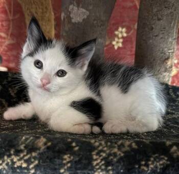 Domestic Short Hair Cats Available for Adoption - Alejandro | PetCurious