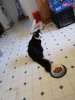 Raven -  Domestic Short Hair Cat for Adoption in Salisbury, North Carolina - Raven | PetCurious