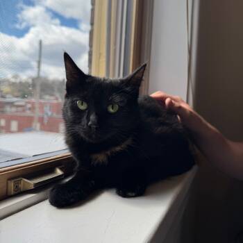 Rescue Domestic Short Hair Cats for Adoption in Gibsonia, Pennsylvania - Ripley | PetCurious