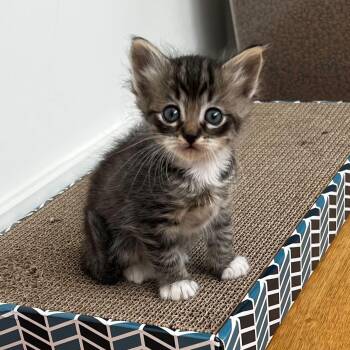 Domestic Medium Hair Cats Available for Adoption in Santa Monica, California - The Wee Fergus | PetCurious