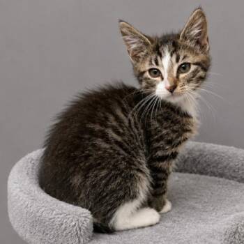 Tabby Cats Available for Adoption in Andover, Minnesota - Archie | PetCurious