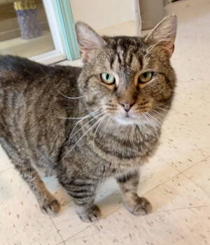 Rescue Tabby and Domestic Short Hair Cats for Adoption in Dublin, Ohio - Jordon | PetCurious