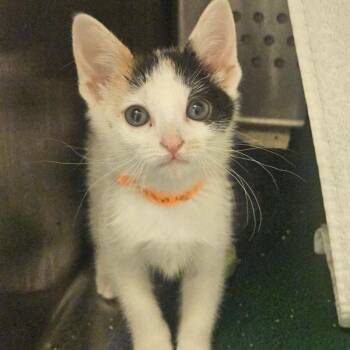 Angelina -  Domestic Short Hair Cat for Adoption in Oakland, California - Angelina | PetCurious