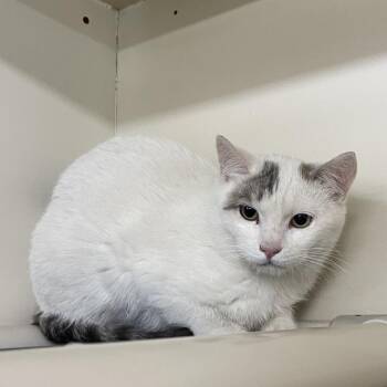 Domestic Short Hair Cats Available for Adoption in Spanish Fork, Utah - Oreo | PetCurious