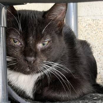 Pompompurin -  Domestic Short Hair Cat for Adoption in Gloucester, Virginia - Pompompurin | PetCurious