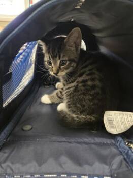 GEORGIA -  Domestic Short Hair Cat for Adoption in Derwood, Maryland - GEORGIA | PetCurious