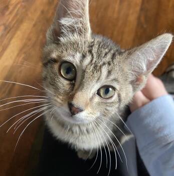 Rescue Domestic Short Hair Cats for Adoption in Minneapolis, Minnesota - Hays | PetCurious