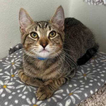 Chance -  Domestic Short Hair Cat for Adoption in Buffalo, New York - Chance | PetCurious