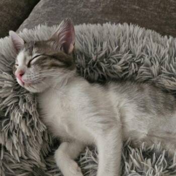 Roo -  Domestic Medium Hair Cat for Adoption in Gilbert, Arizona - Roo | PetCurious