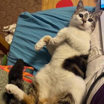 Paul Revere -  Domestic Short Hair Cat for Adoption in Washington, District Of Columbia - Paul Revere | PetCurious