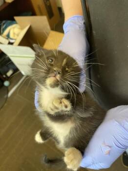 A121816 -  Domestic Short Hair Cat for Adoption in West Valley City, Utah - A121816 | PetCurious