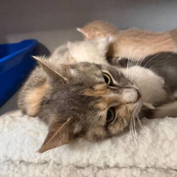 Momma Calliope -  Domestic Short Hair Cat for Adoption in Lakewood, California - Momma Calliope | PetCurious