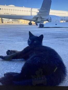 Moxy IN FOSTER -  Domestic Short Hair Cat for Adoption in New Orleans, Louisiana - Moxy IN FOSTER | PetCurious