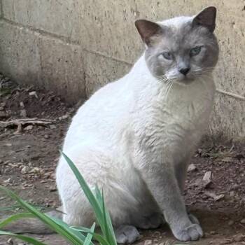 Domestic Short Hair and Siamese Cats Available for Adoption in Granby, Missouri - Gork | PetCurious