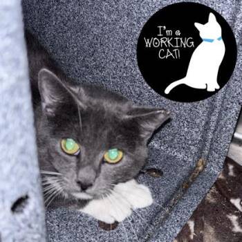Quiz -  Domestic Short Hair Cat for Adoption in Janesville, Wisconsin - Quiz | PetCurious