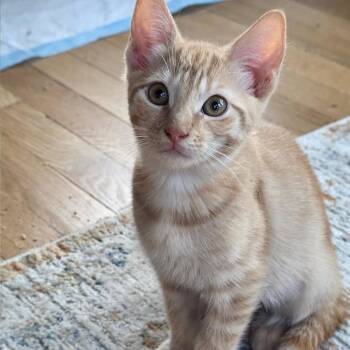 Rescue Domestic Short Hair Cats for Adoption in West Orange, New Jersey - Haven | PetCurious