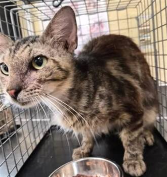 UMA -  Domestic Short Hair Cat for Adoption in Fort Myers, Florida - UMA | PetCurious