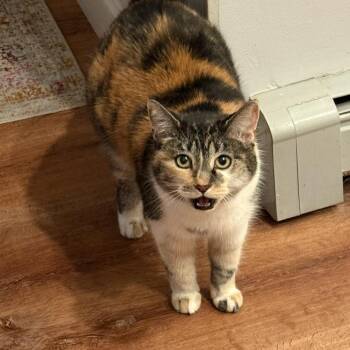 Miscia -  Domestic Short Hair Cat Available for Adoption in Wakefield, Massachusetts - Miscia | PetCurious