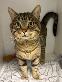 Nox -  Domestic Short Hair Cat for Adoption in Delson, Quebec - Nox | PetCurious