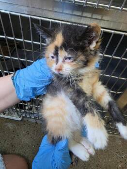 Olive -  Domestic Short Hair Cat for Adoption in Burnsville, North Carolina - Olive | PetCurious