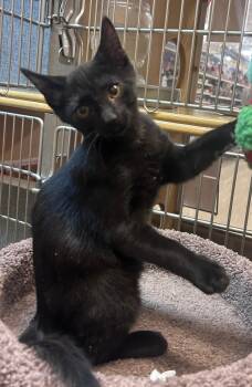 Domestic Short Hair Cats Available for Adoption - Squash | PetCurious