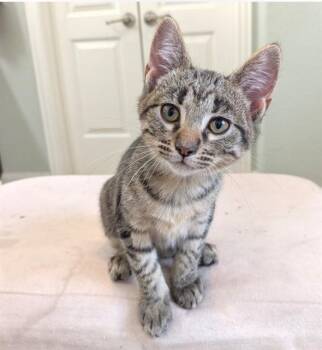 JERRY -  Domestic Short Hair Cat for Adoption in Conroe, Texas - JERRY | PetCurious