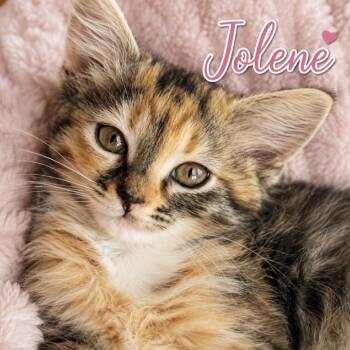 Jolene -  Domestic Medium Hair Cat for Adoption in Inman, South Carolina - Jolene | PetCurious