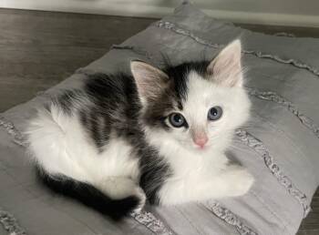 Pickle -  Domestic Medium Hair Cat for Adoption in Murfreesboro, Tennessee - Pickle | PetCurious